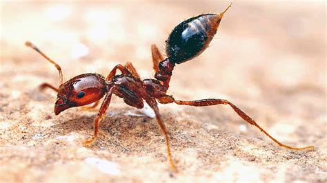 why were fire ants introduced to australia